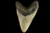 Fossil Megalodon Tooth - North Carolina #109778-2